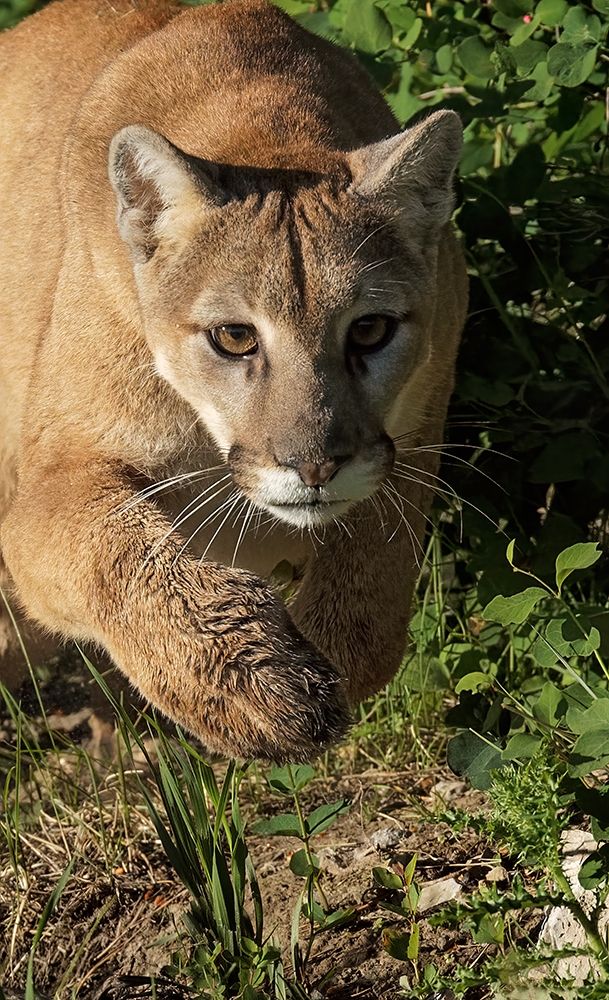 Mountain lion stalking-Puma concolor-Captive